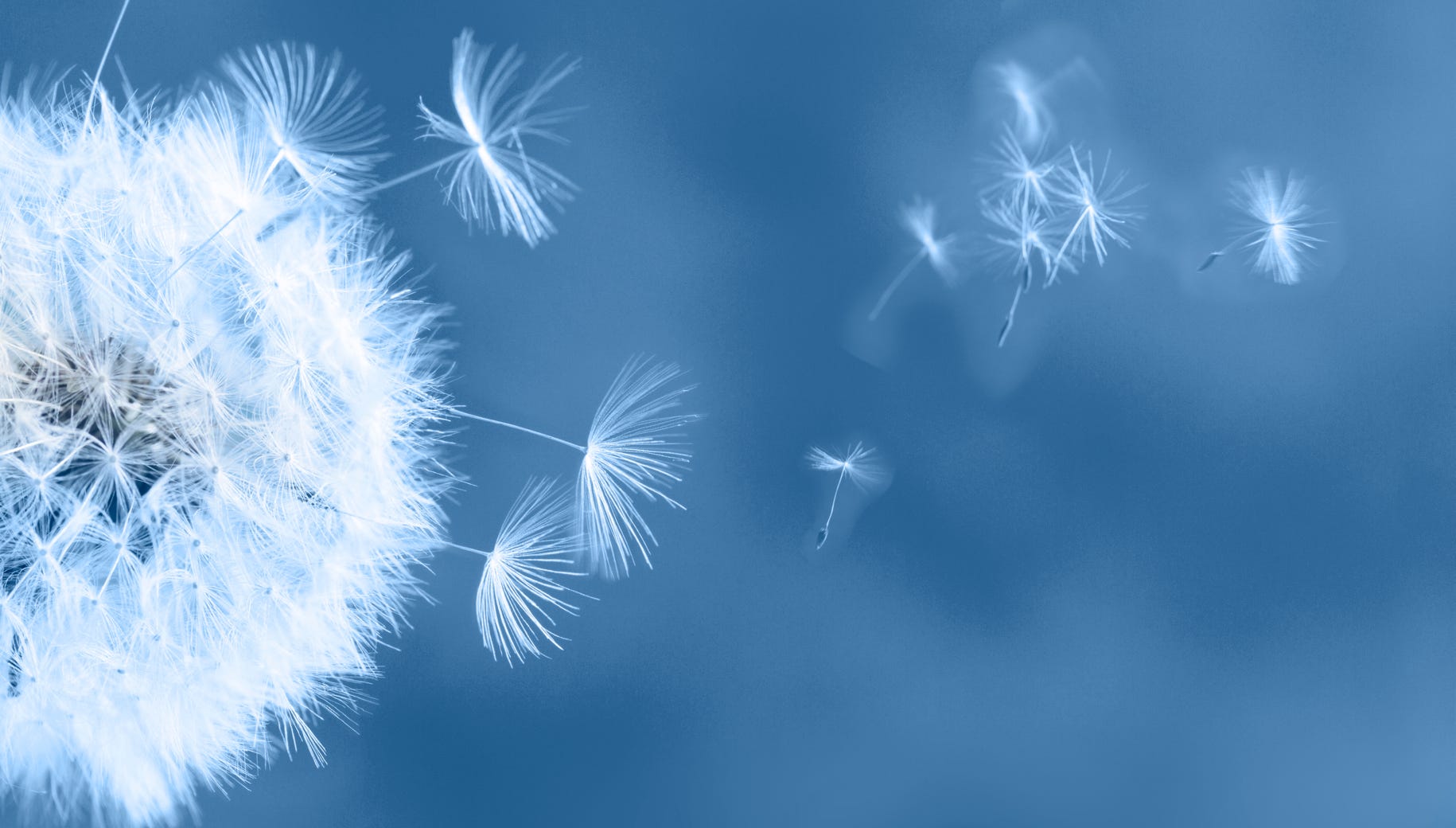 Pusteblume